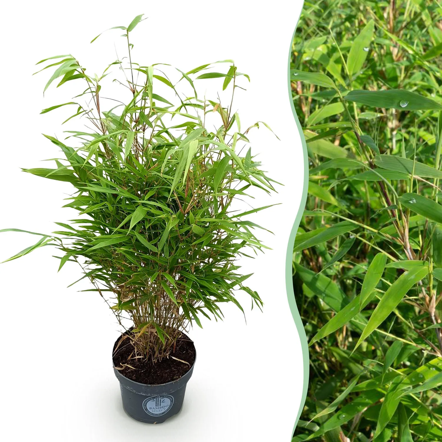 Plant and Stories Fargesia Rufa bambou 80 cm pot 23 cm