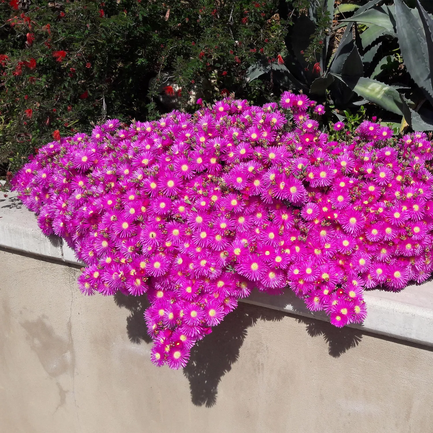 Plant and Stories Delosperma pourpier vivace couvre-sol 4 plants plein soleil