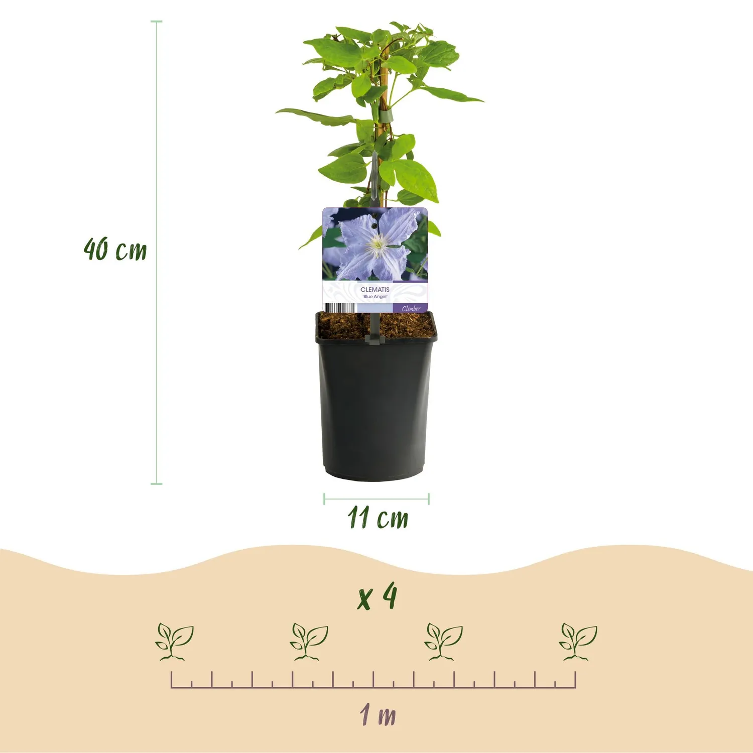 Plant and Stories Clématite Blue Angel plante grimpante lot 2 bleue