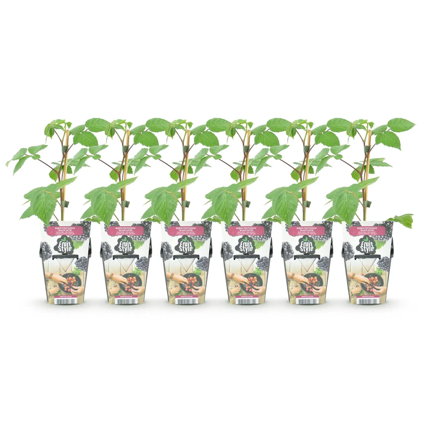 Plant and Stories Black Satin mûrier sans épines 3 plants pot 9 cm