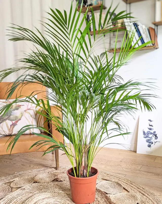 Réconciliation Végétale Pablo palmier areca 120 cm