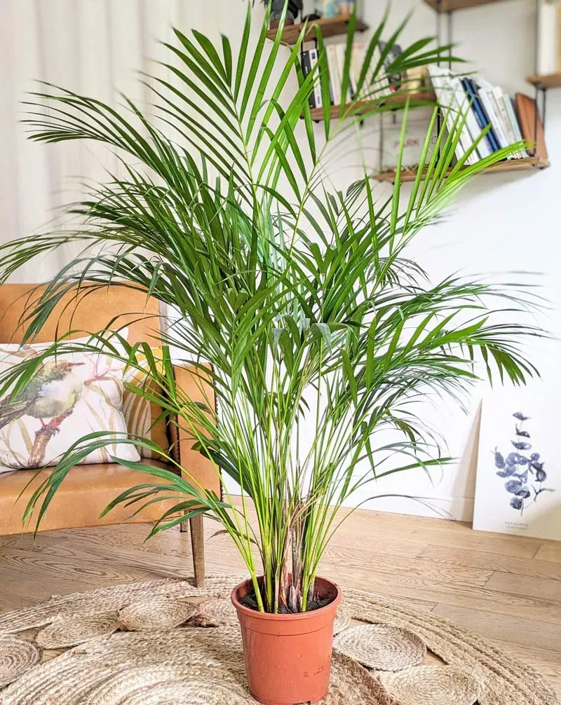 Réconciliation Végétale Pablo palmier areca 120 cm