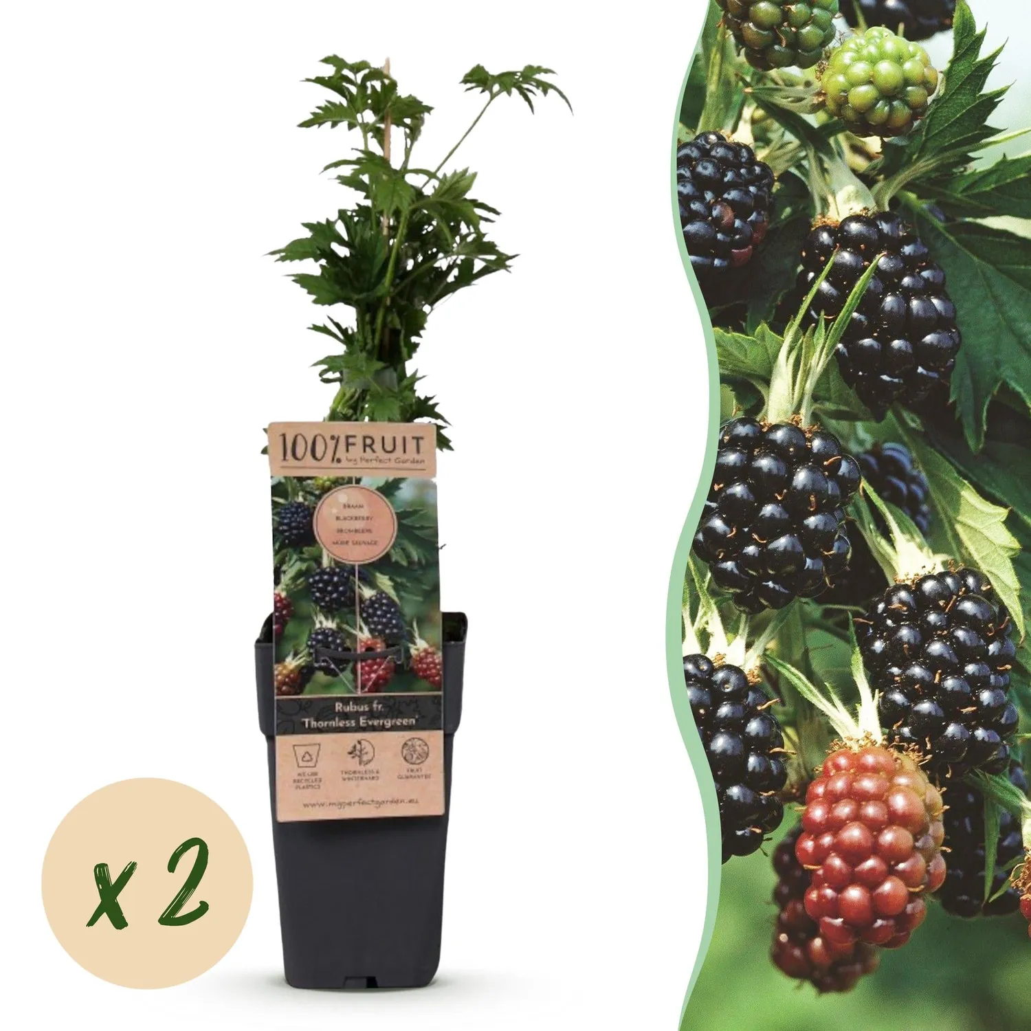 Plant and Stories Thornless Evergreen mûre sans épines lot 2