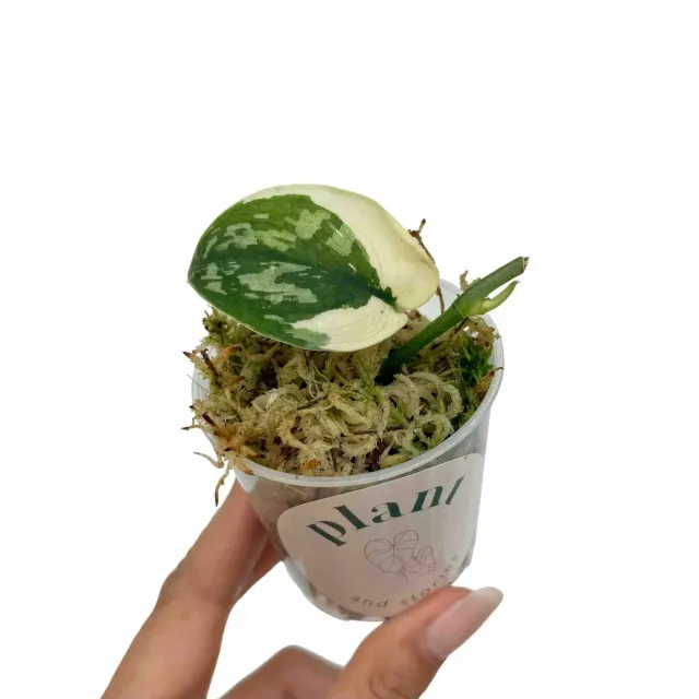 Plant and Stories Scindapsus Mayari Variegata plante pot 6cm argenté