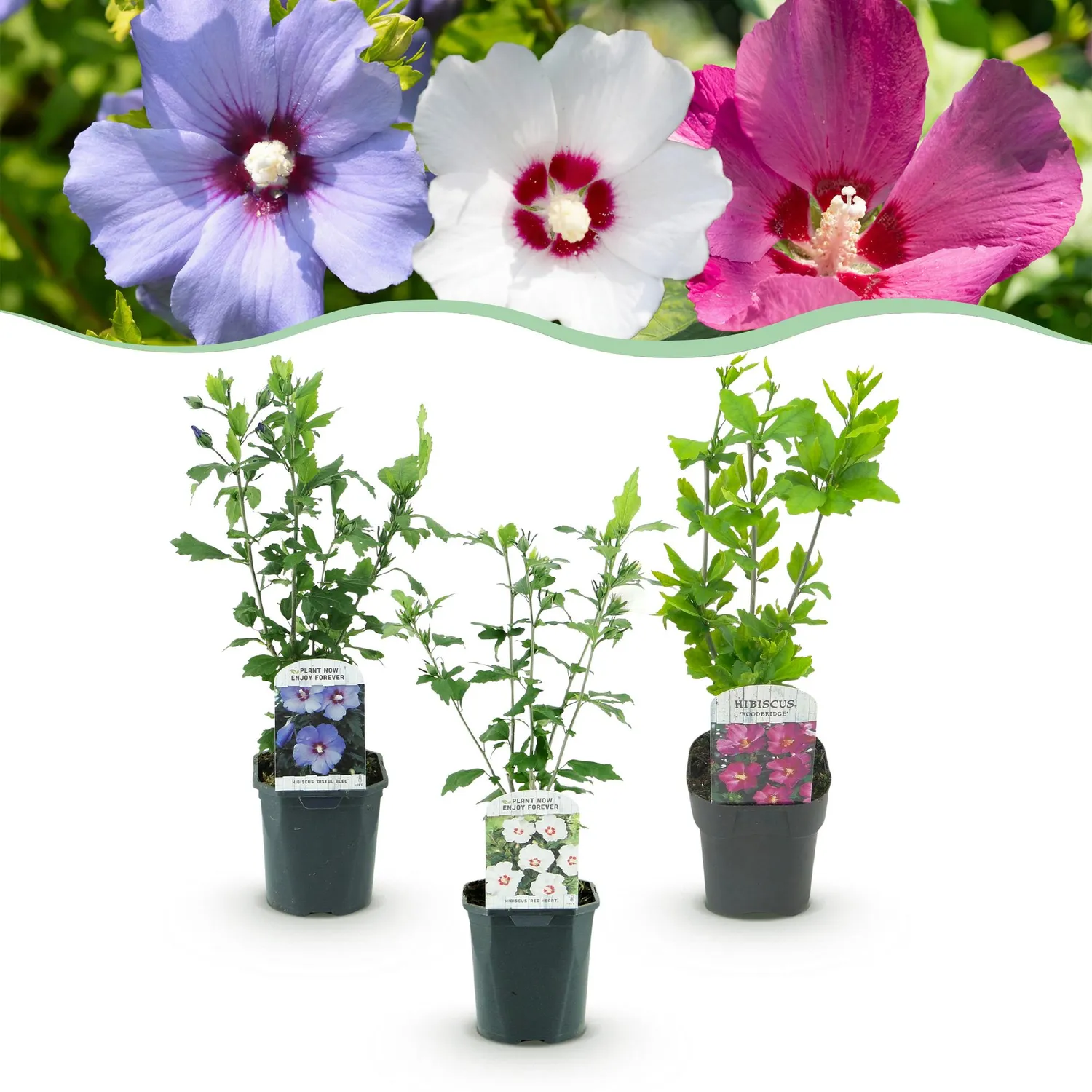 Plant and Stories Hibiscus Tricolour arbuste fleuri pot 17 cm lot 3