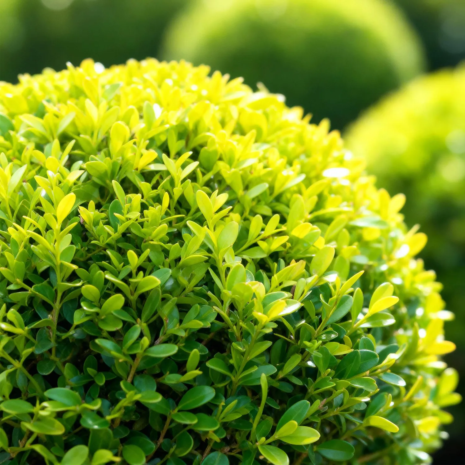 Plant and Stories Buis BetterBuxus arbuste haie pot 26cm résistant