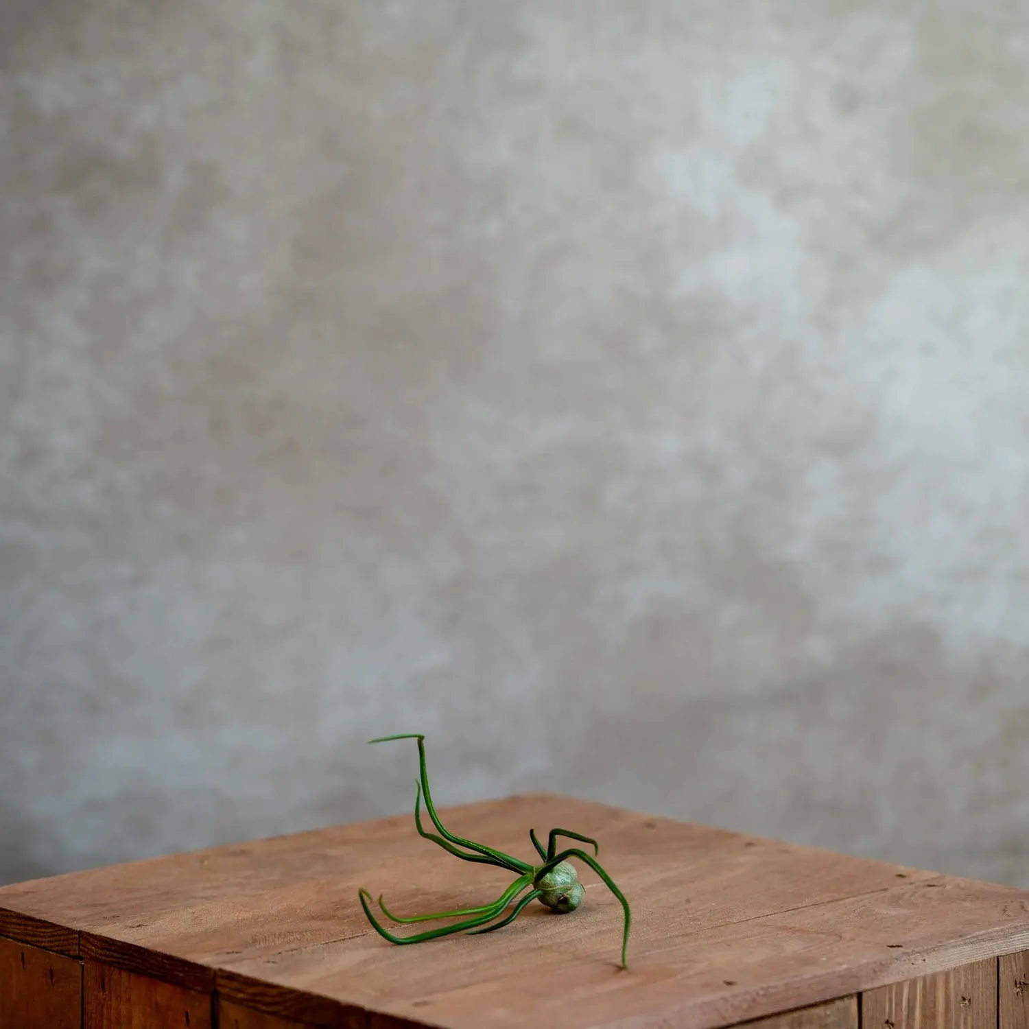 Airplantshop Bulbosa plante aérienne tentacules rouge