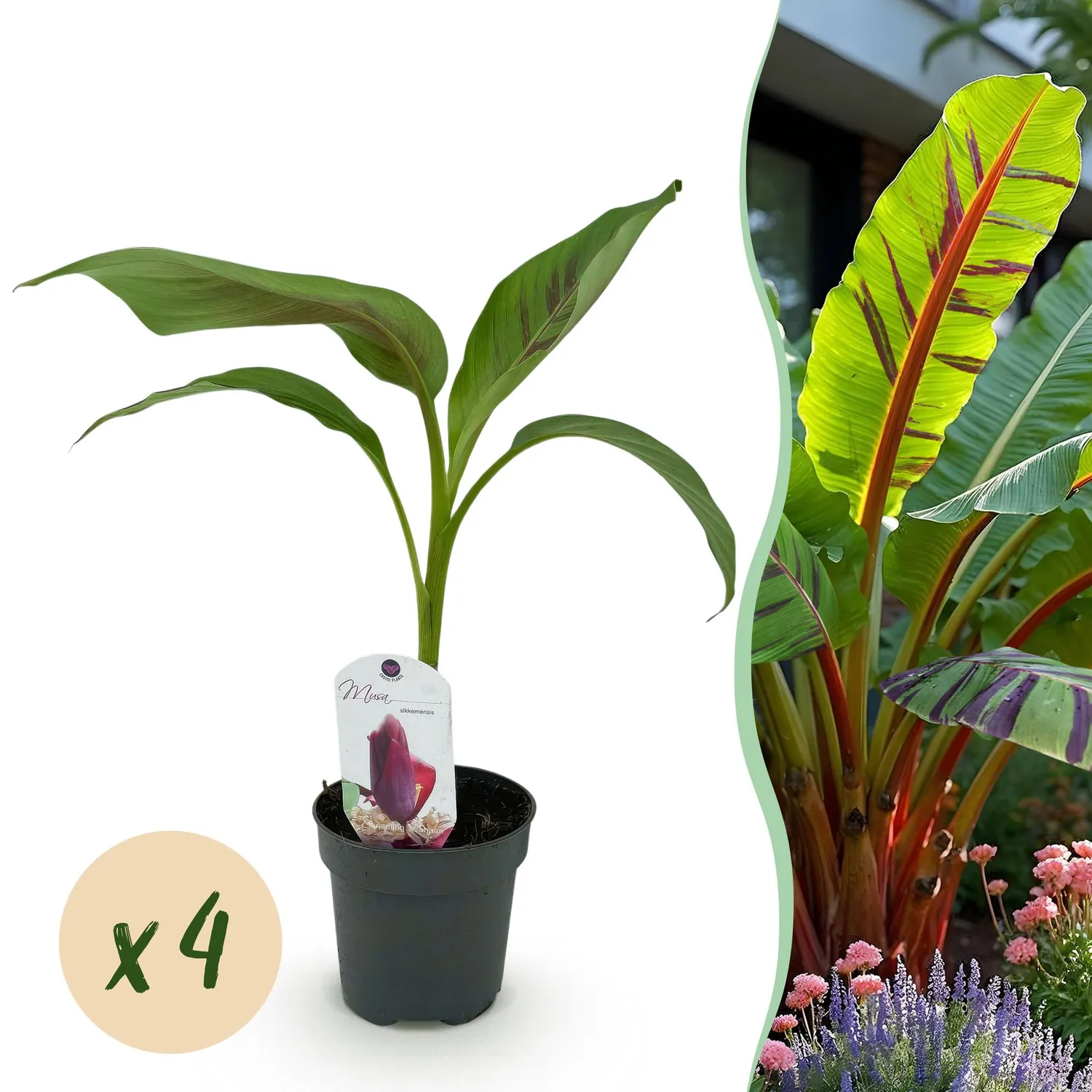 Plant and Stories Musa Red Tiger bananier 2 plants pot 12 cm feuille rouge