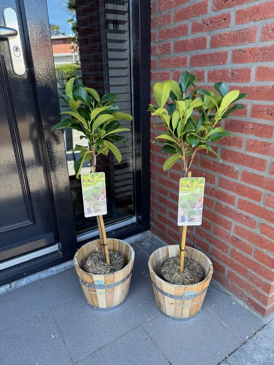 Plant and Stories Laurier Etna haie sur tige 90 cm brillant