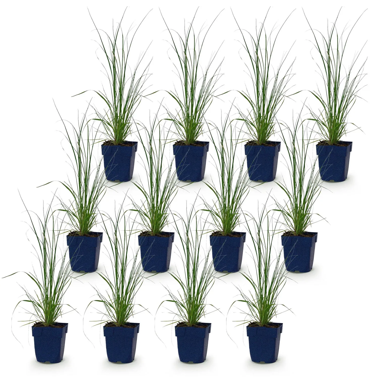Plant and Stories Pumila herbe de la pampa naine 1 plant