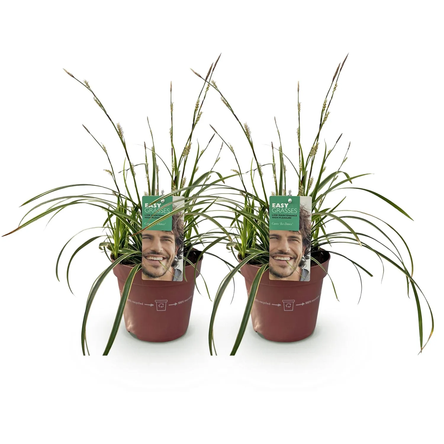 Plant and Stories Ice Dance laîche Carex pot 17 cm 1 plant