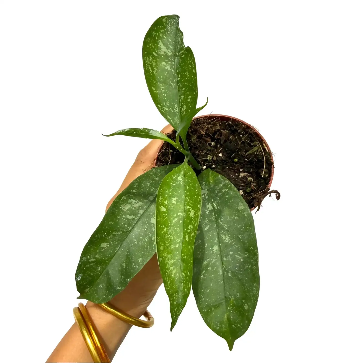 Plant and Stories Hoya occultata Splash plante pot 8cm mouchetée
