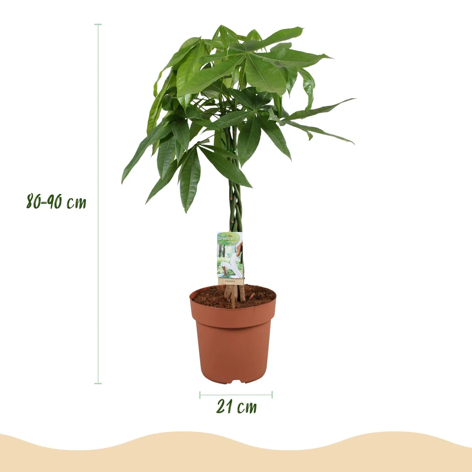 PLANT AND STORIES Pachira Aquatica arbre à argent 80 cm panier