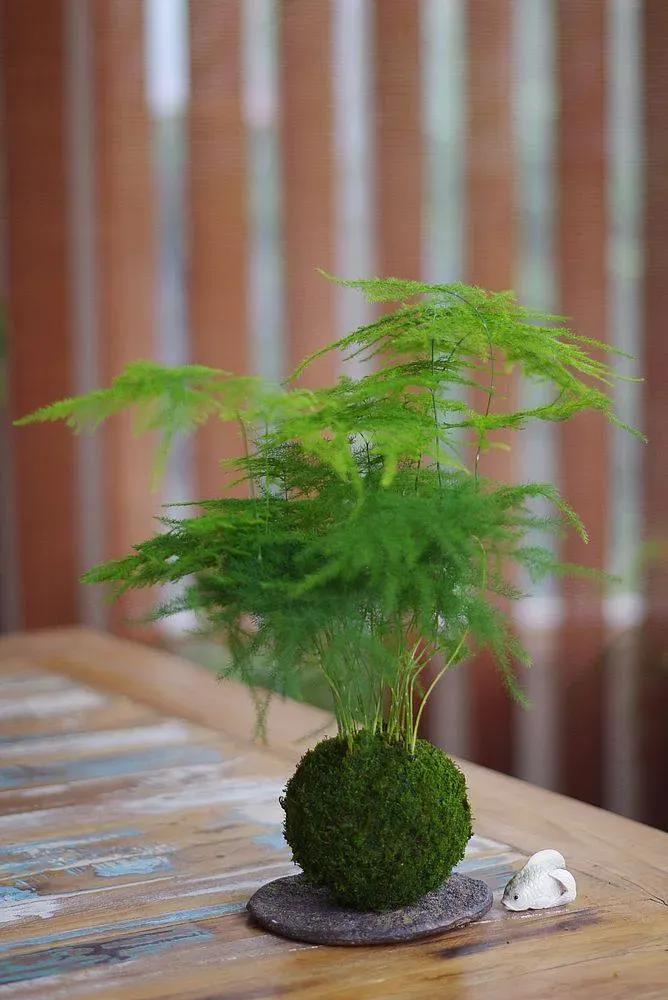 Aquaphyte Kokedama Bassin du Congo Ichi asparagus 10 cm