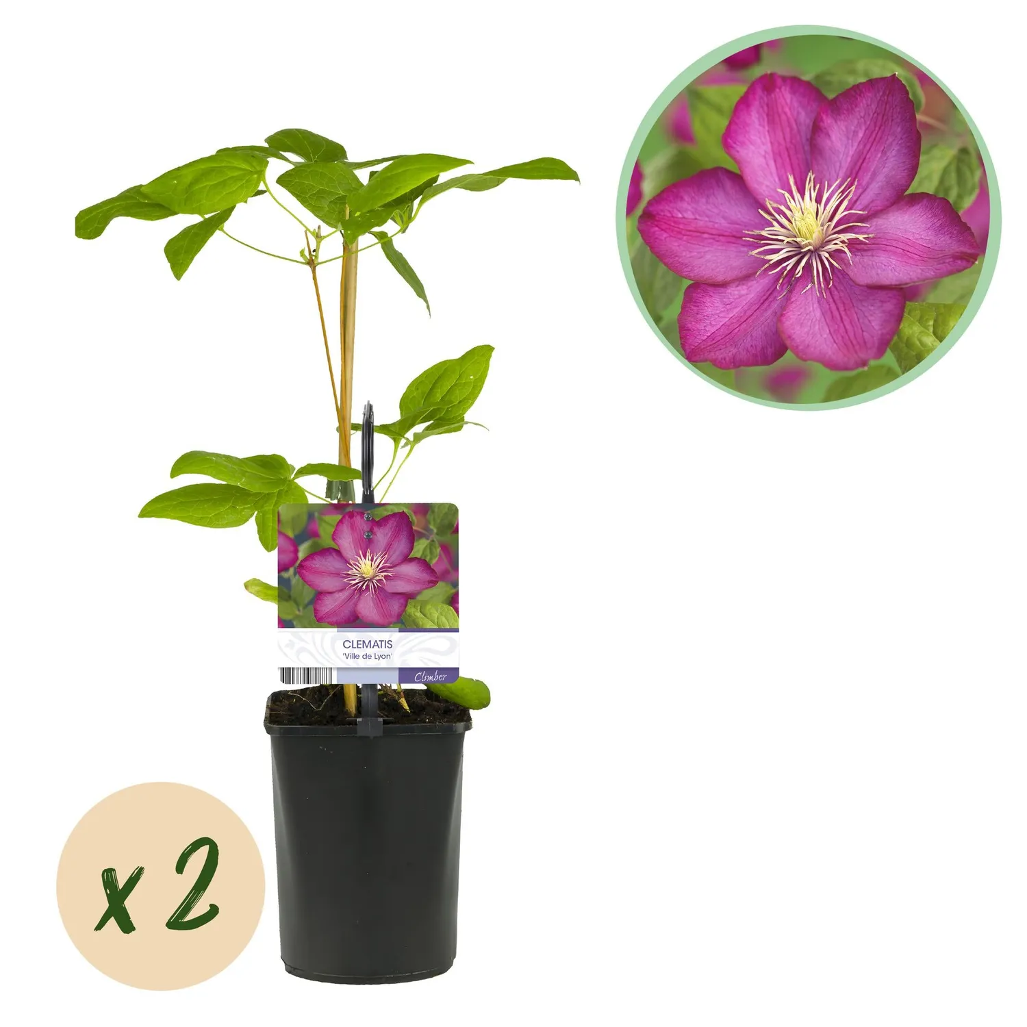 Plant and Stories Ville de Lyon clématite rose lot 2 pots 11 cm