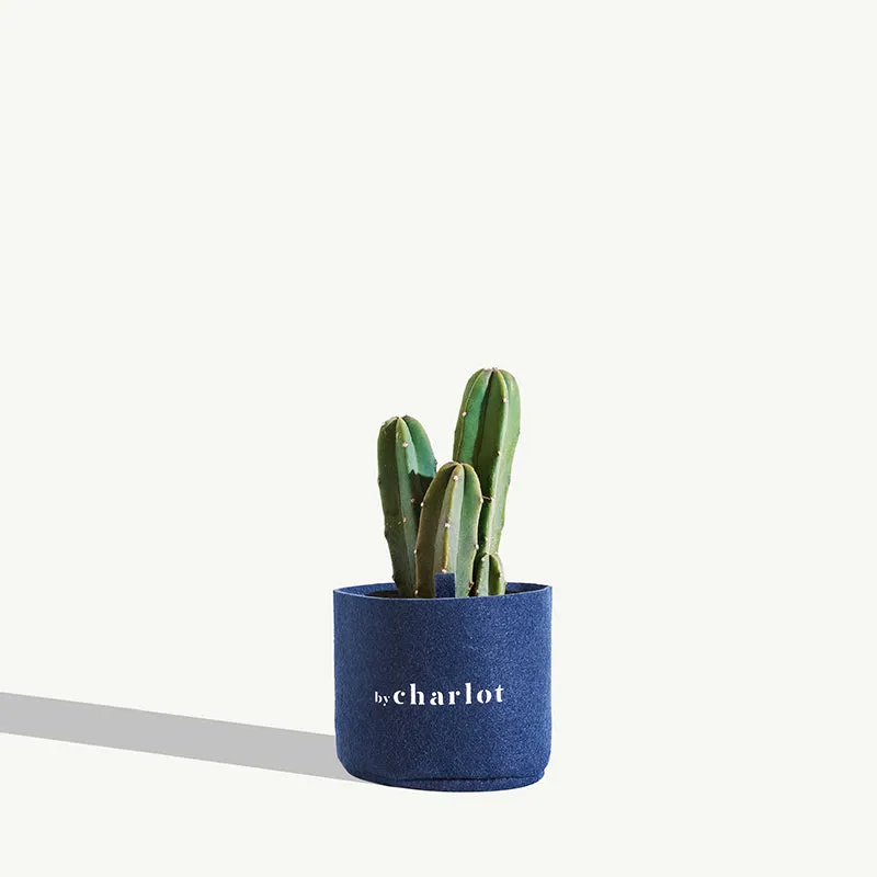By Charlot Le Poète cactus myrtillocactus taille S