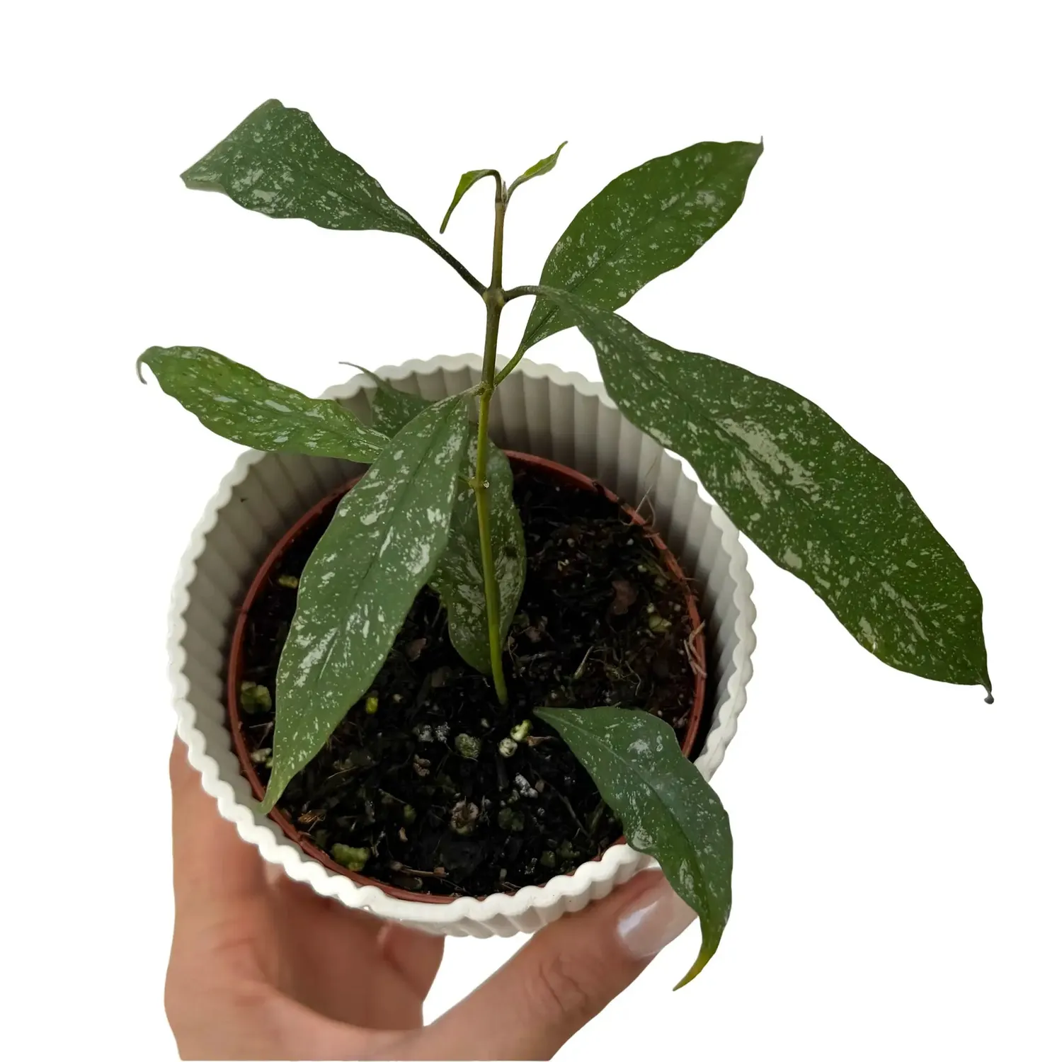 Plant and Stories Hoya Multiflora Splash plante d’intérieur pot 8cm splash