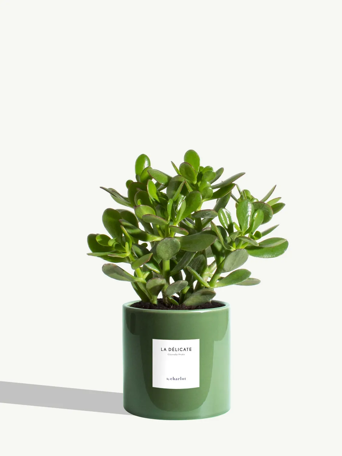 By Charlot La Délicate succulente pot M Crassula