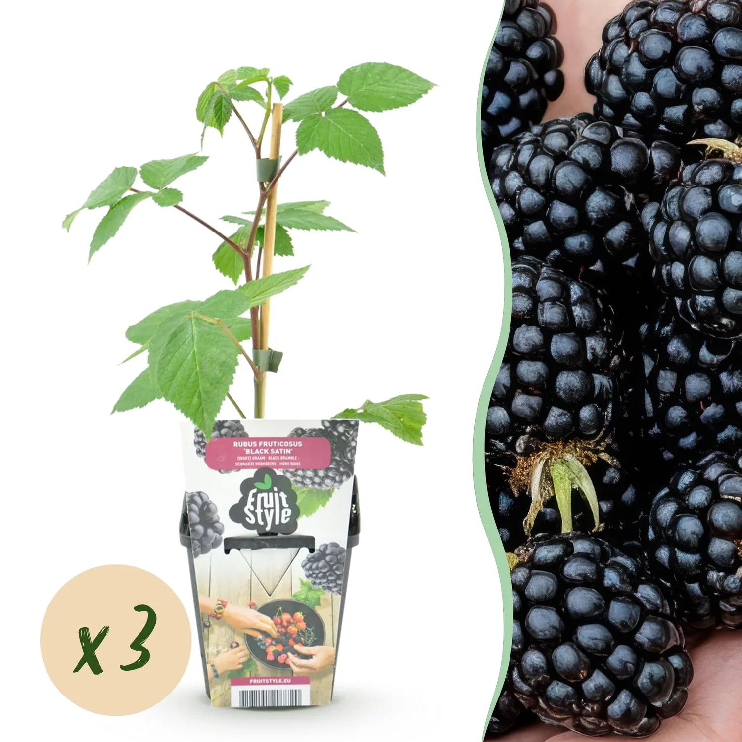 Plant and Stories Black Satin mûrier sans épines 3 plants pot 9 cm