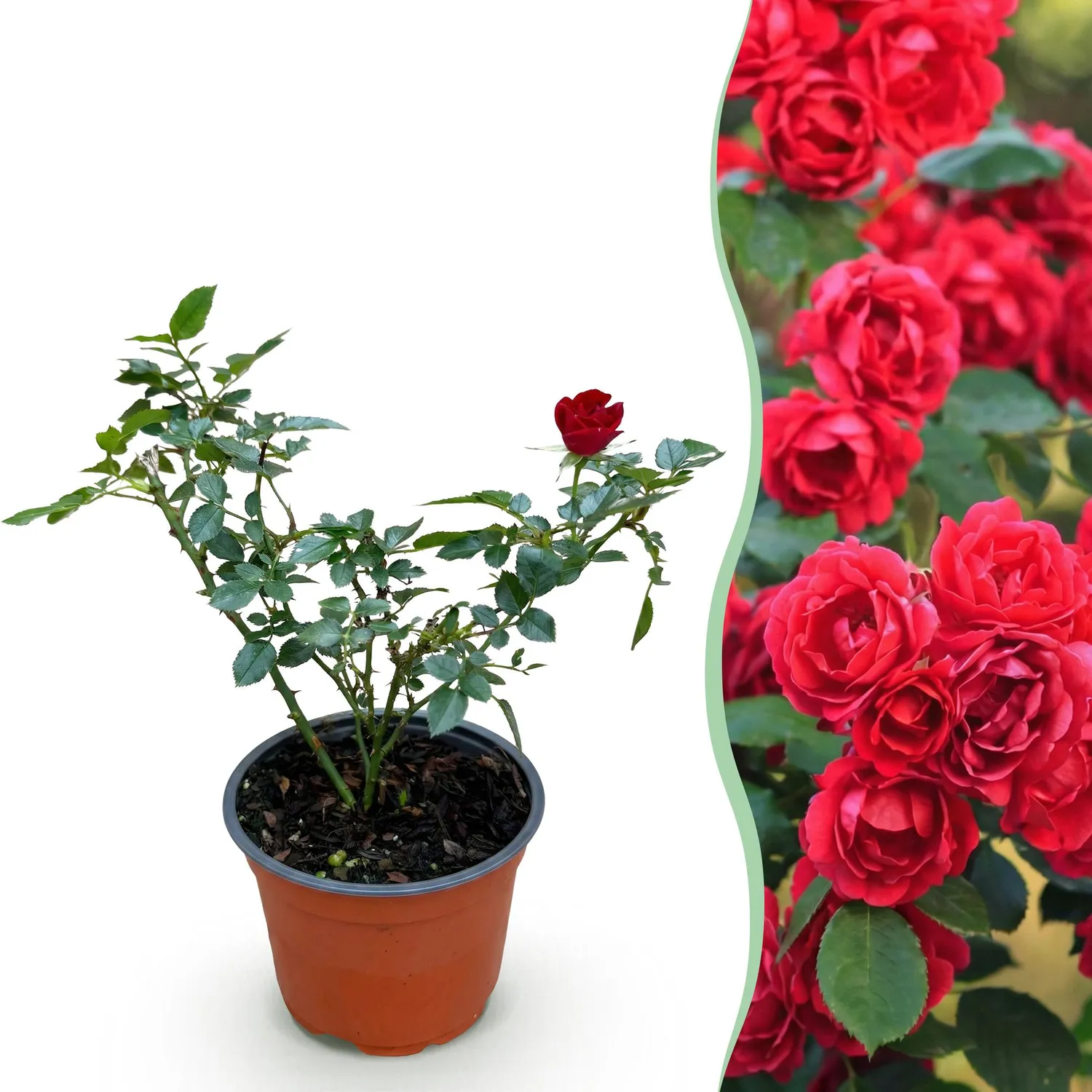 Plant and Stories The Fairy rosier couvre-sol 1 plant rouge