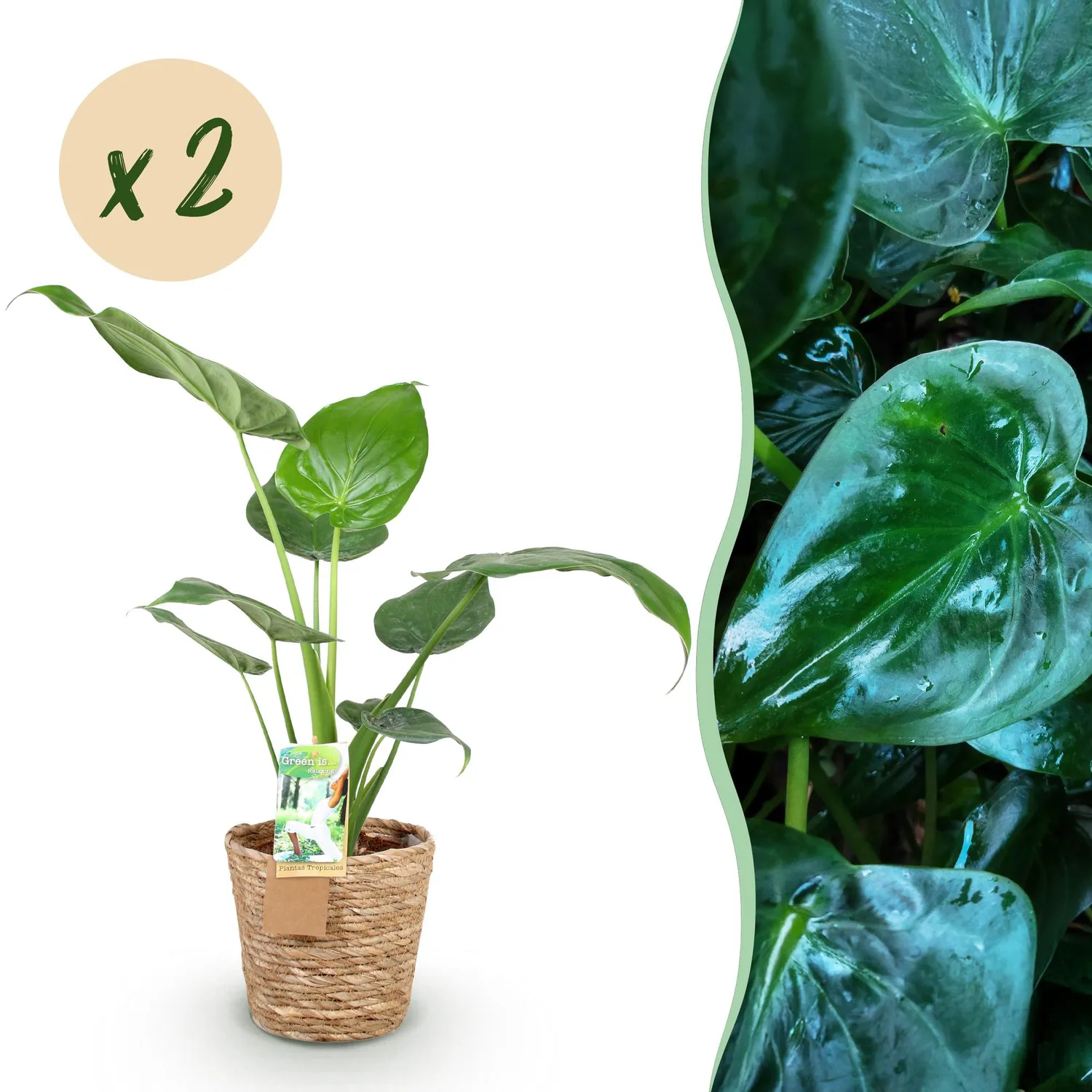Plant and Stories Cucullata alocasia lot 2 17 cm 60 cm
