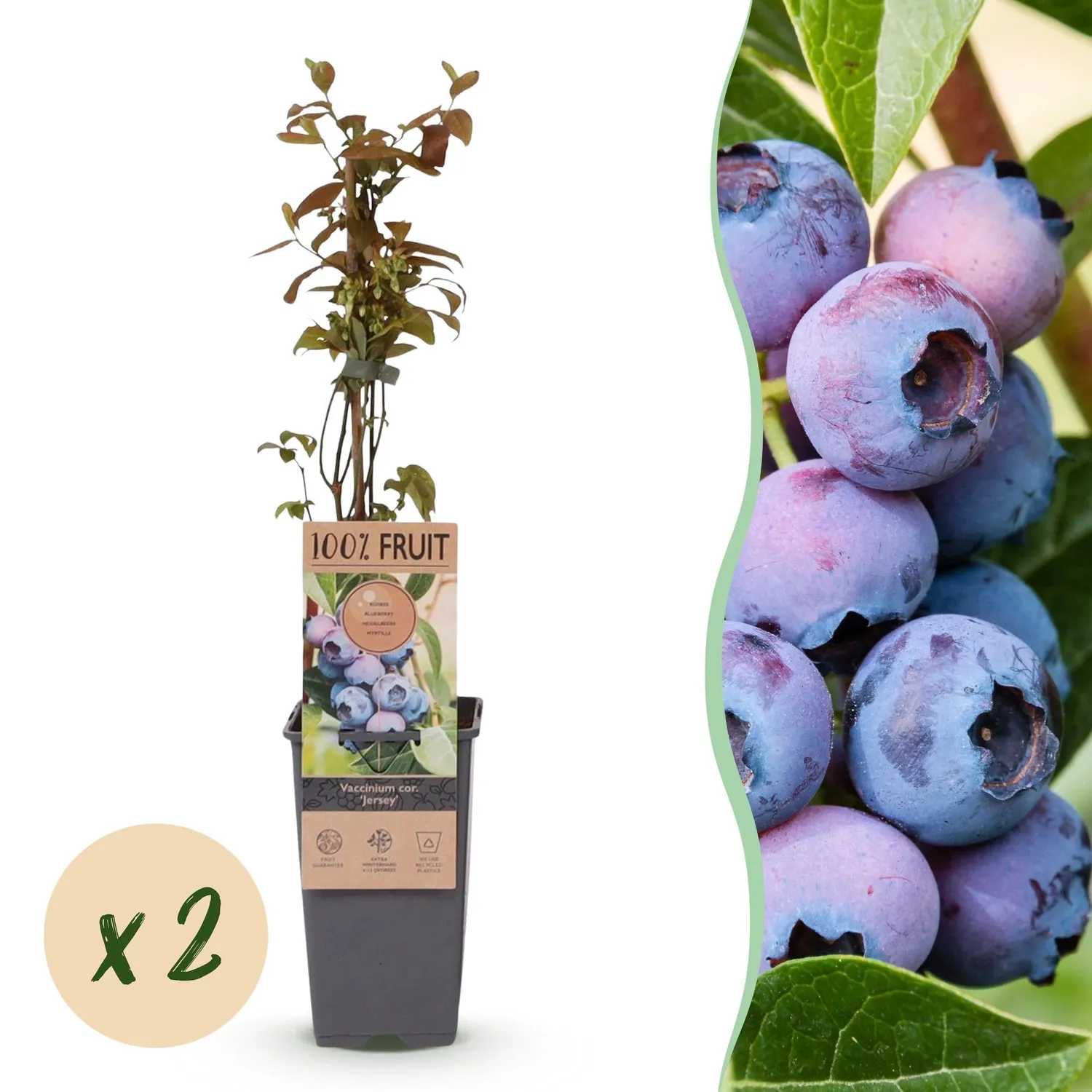 Plant and Stories Myrtillier Jersey arbuste lot de 2 pots 15 cm