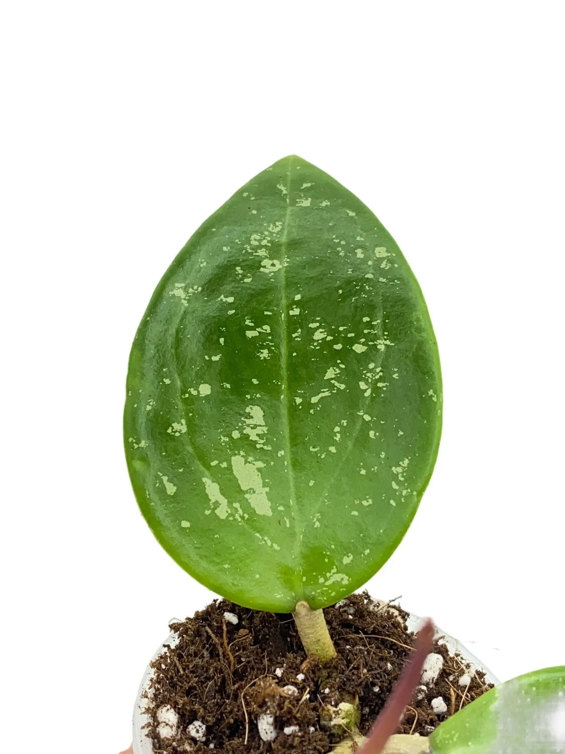 Plant and Stories Parasitica hoya pot 6 cm grimpante