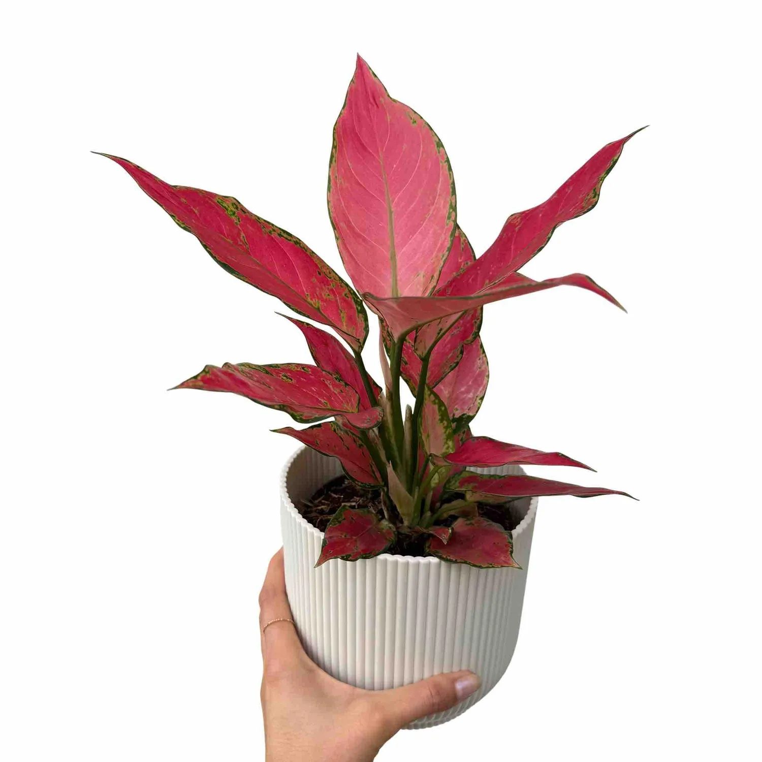 Plant and Stories Aglaonema Cherry Baby plante pot 12 cm rouge