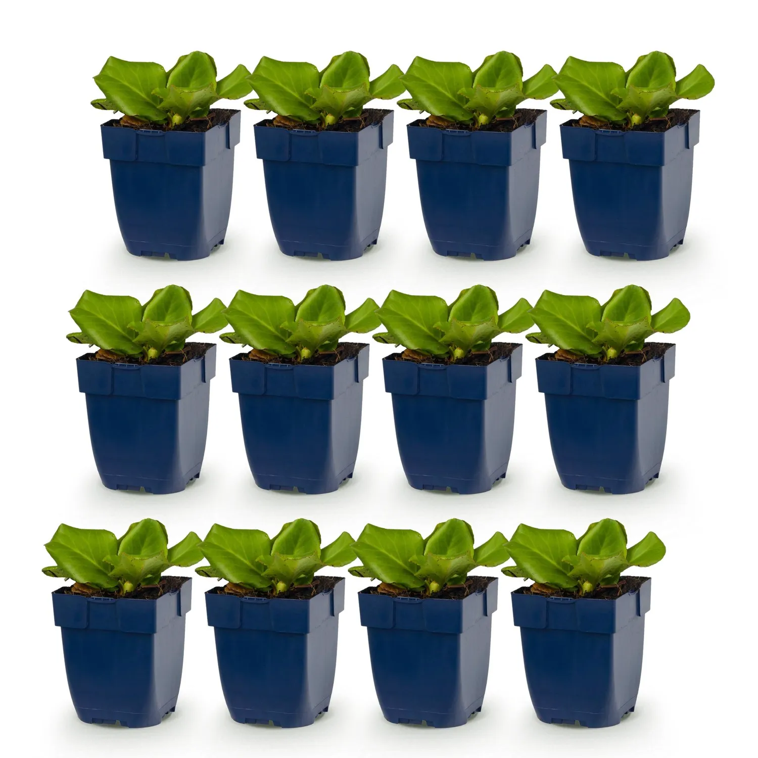 Plant and Stories Bergenia cordifolia vivace ombre 6 plants 25 cm