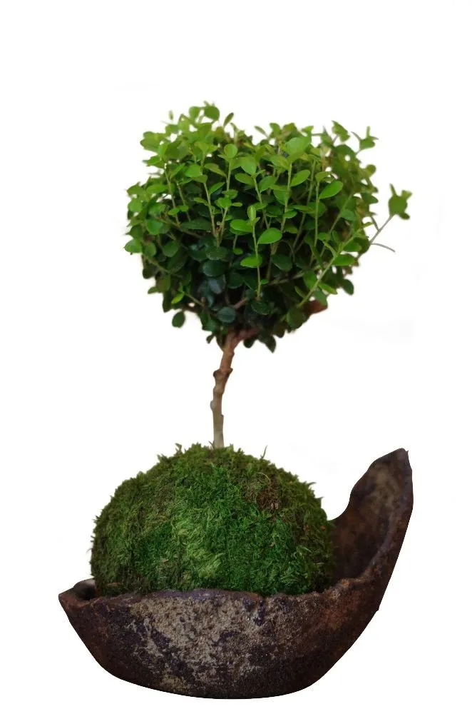 Aquaphyte Fynbos Ni kokedama myrte du Cap 12 cm
