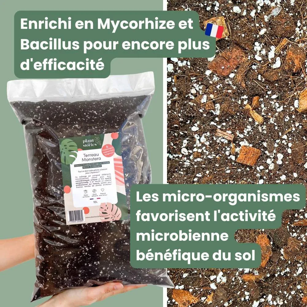 Plant and Stories terreau monstera substrat aracées 4L mycorhizes