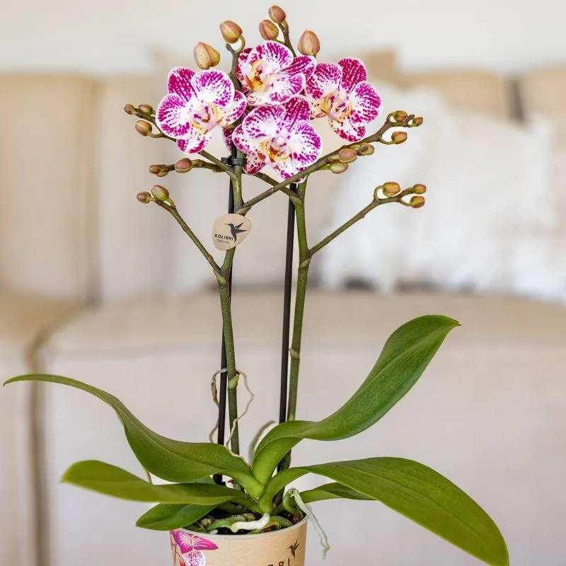 Plant and Stories Phalaenopsis Bora Bora orchidée pot 9 cm