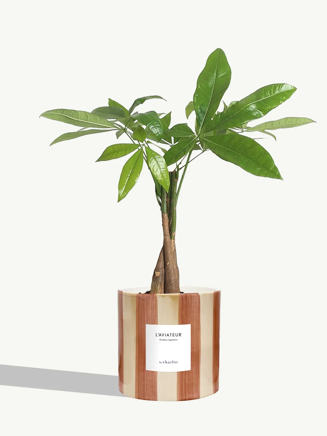 By Charlot L'Aviateur anthurium plante pot 14 cm