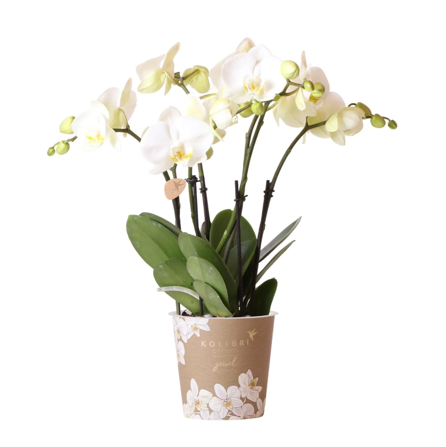 Plant and Stories Phalaenopsis Jewel Ghent orchidée blanche pot 12 cm doré