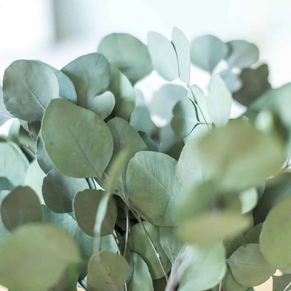 Réconciliation Végétale eucalyptus populus botte séchée 150g verte