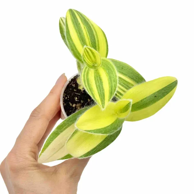 Plant and Stories Sillamontana Brown tradescantia pot 6cm velours