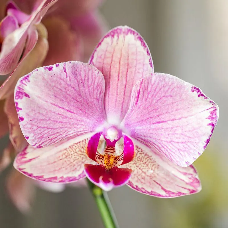Plant and Stories Phalaenopsis Diamond orchidée pot 9 cm surprise