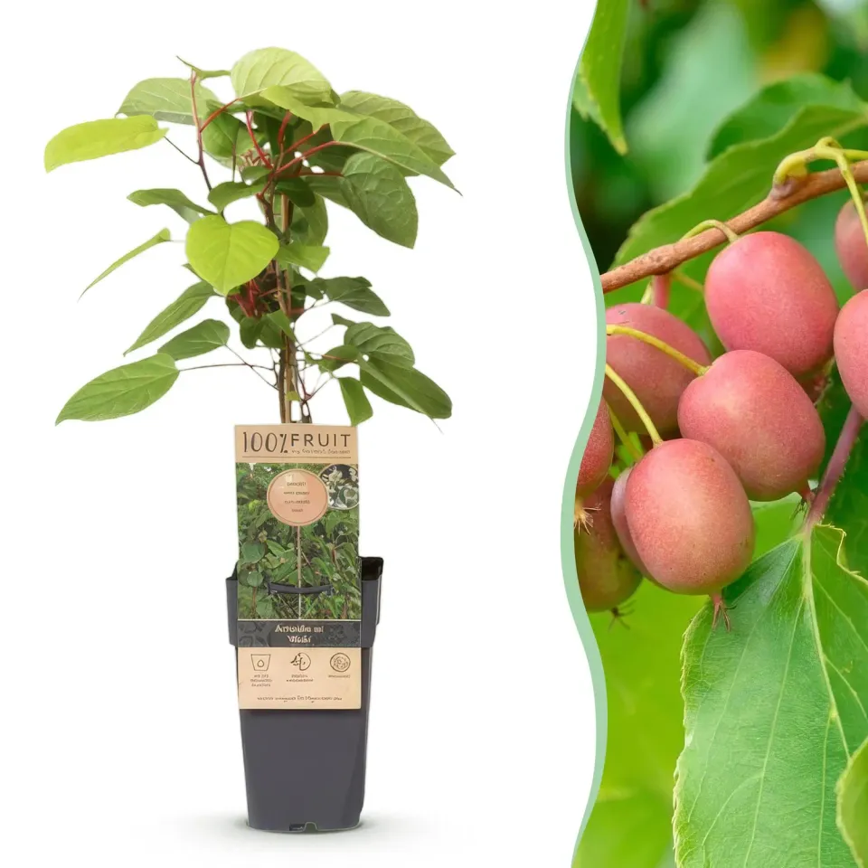 Plant and Stories Weiki kiwi autofertile pot 15 cm rustique