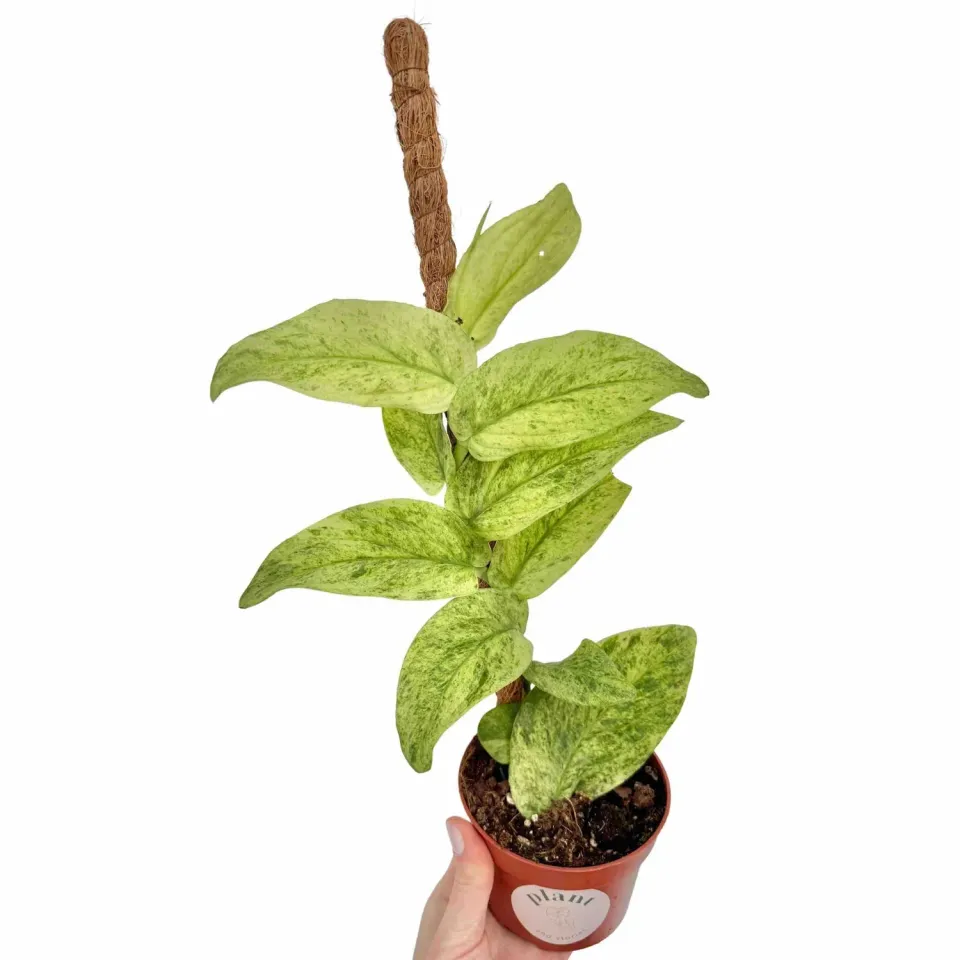 Plant and Stories Korthalsii Marble Aurea pot 9 cm doré