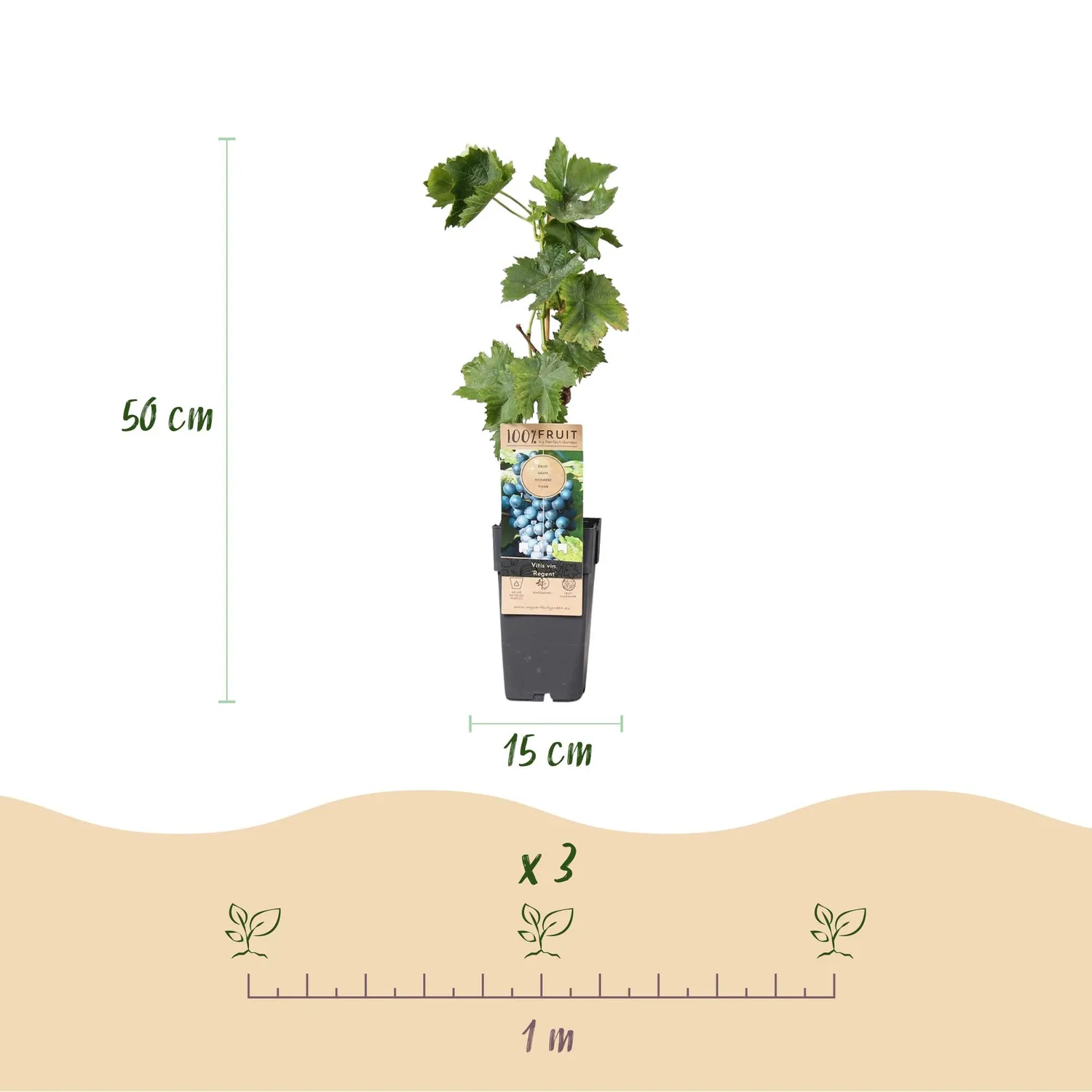 Plant and Stories Vigne Regent Vitis raisin lot 2 plein soleil