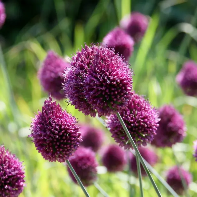 Plant and Stories Allium Sphaerocephalon bulbes 200 calibre 5/6