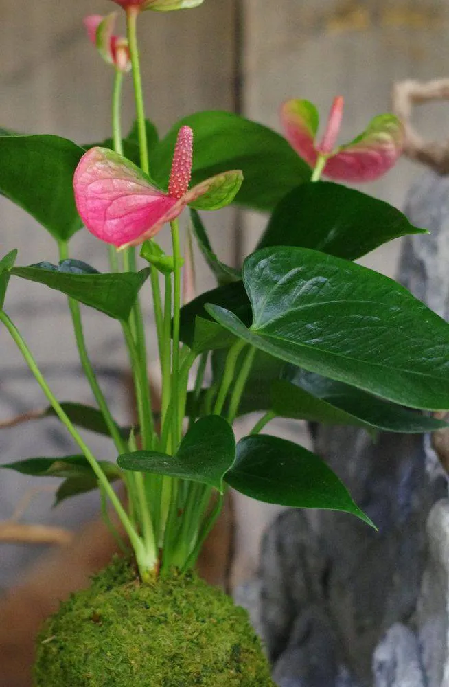 AQUAPHYTE Gatun Pinky Ichi kokedama anthurium rose