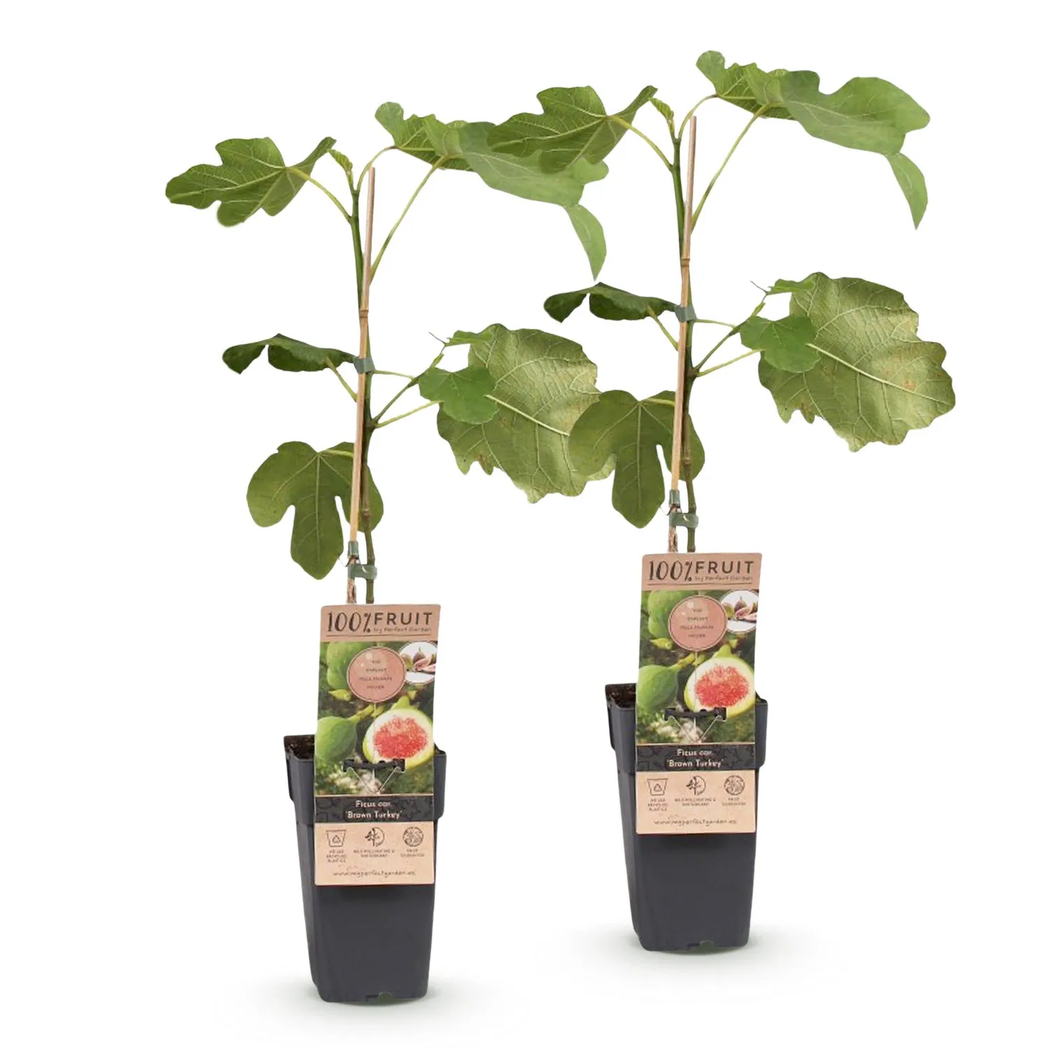 Plant and Stories Brown Turkey figuier lot 2 pots 15 cm fruitier