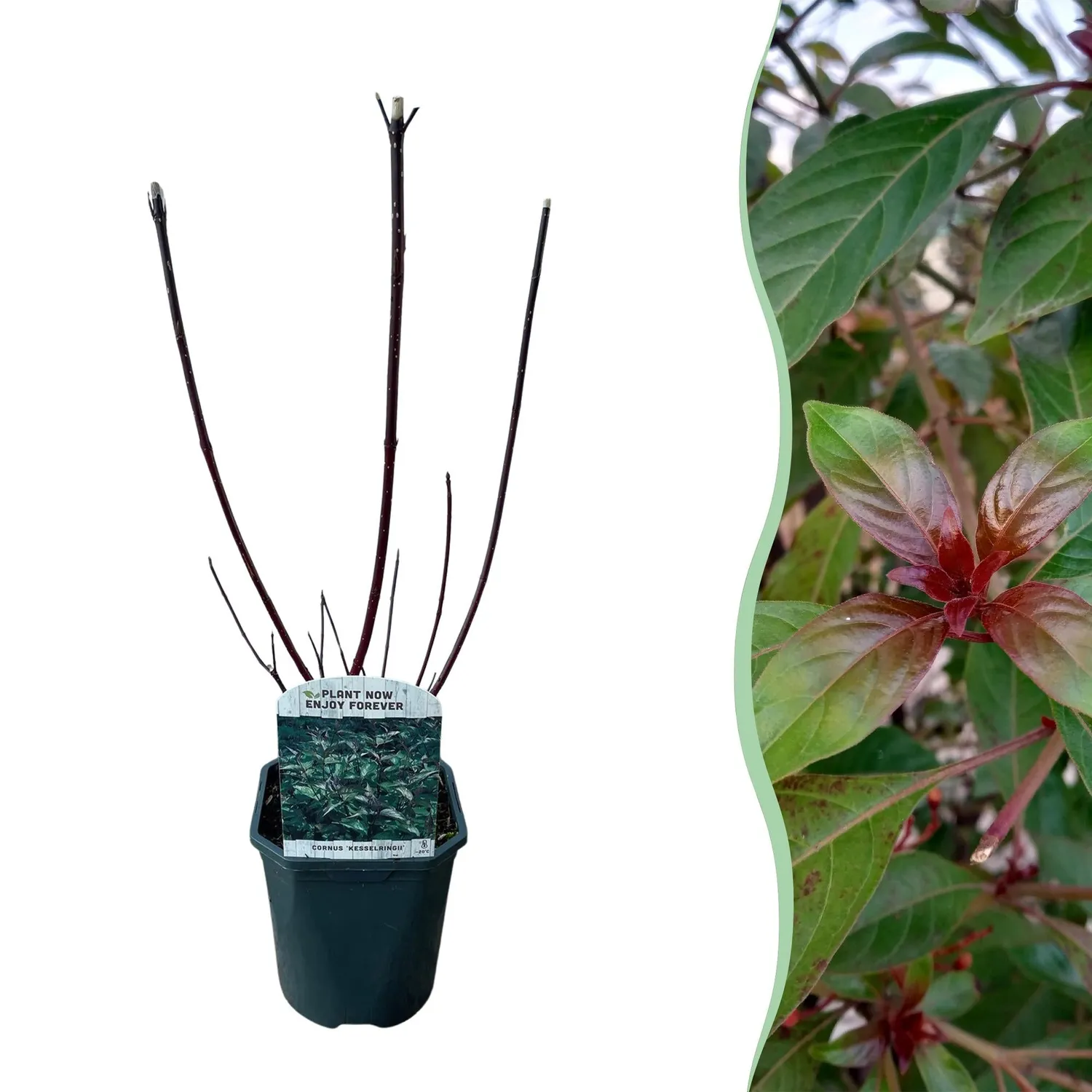 Plant and Stories Cornouiller Sibirica arbuste pot 17 cm rouge