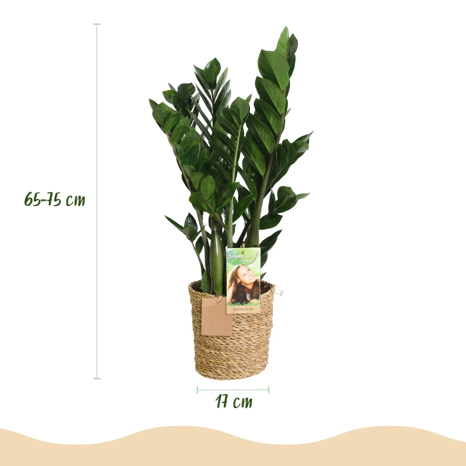 Plant and Stories Zamioculcas ZZ plante verte pot 17 cm
