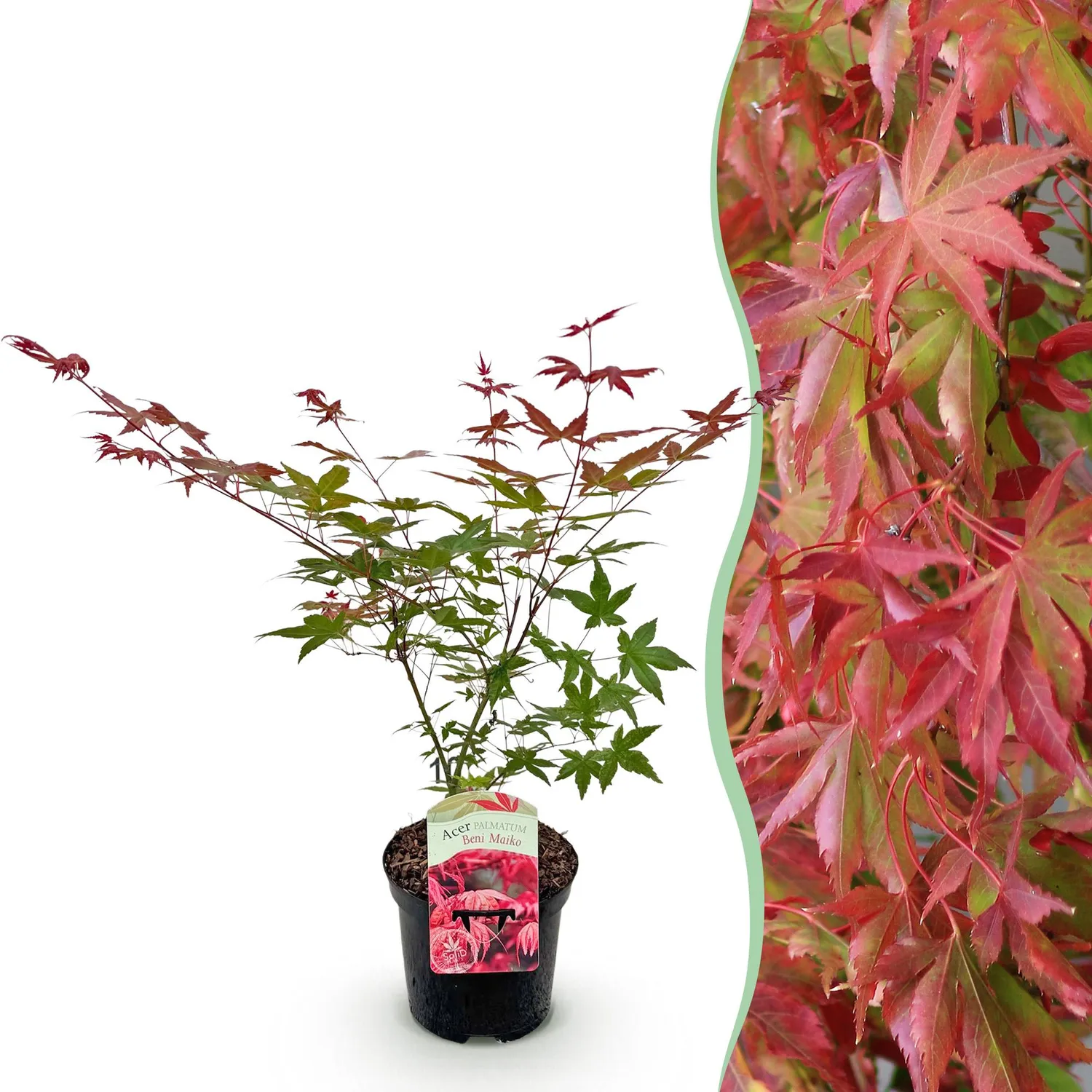 Plant and Stories Beni Maiko érable du Japon 1 plant rouge
