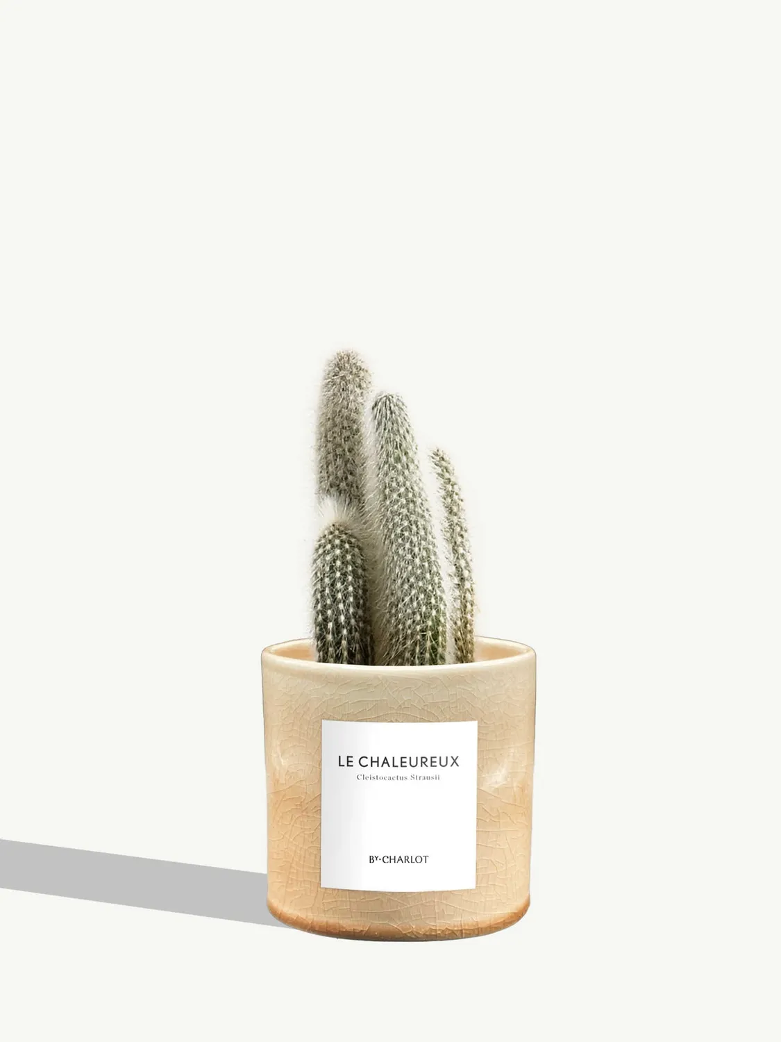 By Charlot Le Chaleureux cactus cierge pot 10 cm