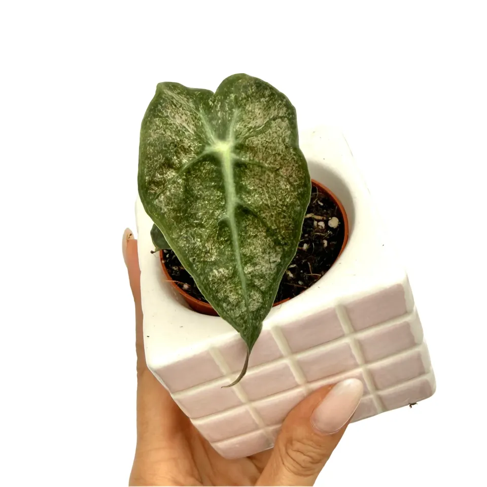 Plant and Stories Alocasia Polly Variegata Mint pot 6cm rare