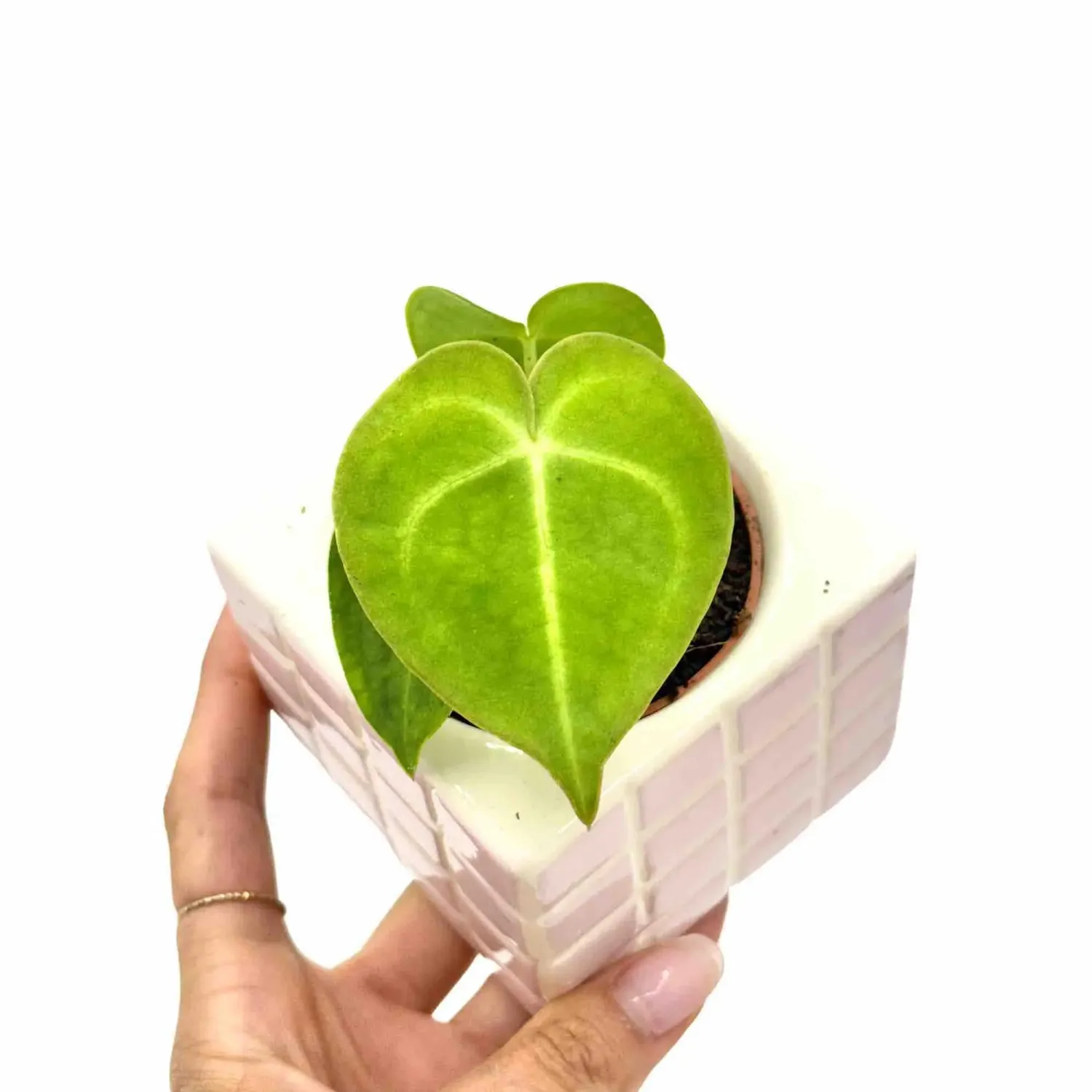 Plant and Stories Anthurium Clarinervium plante velours 12cm
