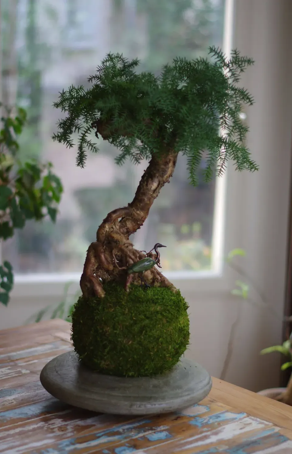 AQUAPHYTE Araucanie Go kokedama araucaria vert-gris